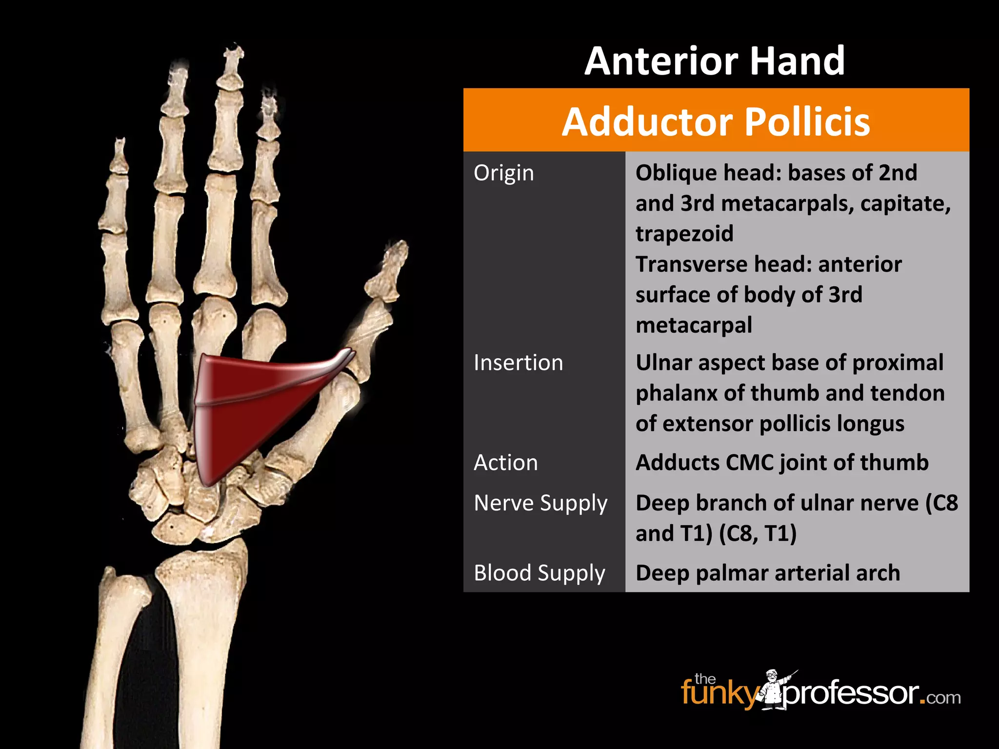 Adductor Pollicis
Origin Oblique head: bases of 2nd
and 3rd metacarpals, capitate,
trapezoid
Transverse head: anterior
surface of body of 3rd
metacarpal
Insertion Ulnar aspect base of proximal
phalanx of thumb and tendon
of extensor pollicis longus
Action Adducts CMC joint of thumb
Nerve Supply Deep branch of ulnar nerve (C8
and T1) (C8, T1)
Blood Supply Deep palmar arterial arch
Anterior Hand
 