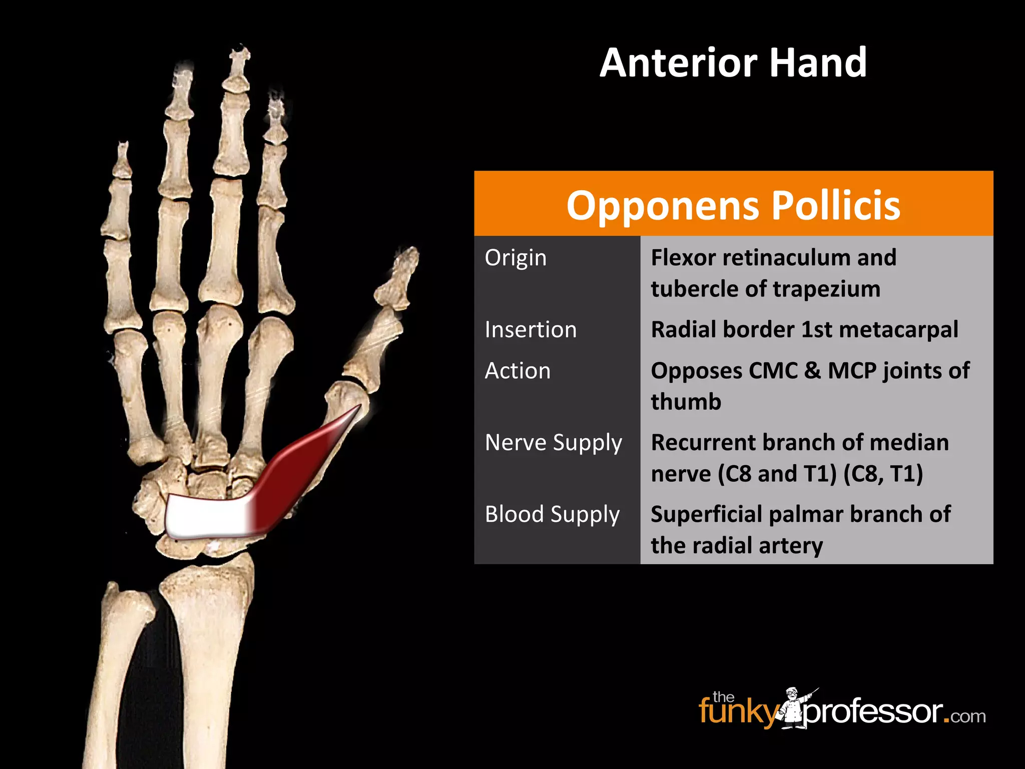 Anterior Hand
Opponens Pollicis
Origin Flexor retinaculum and
tubercle of trapezium
Insertion Radial border 1st metacarpal
Action Opposes CMC & MCP joints of
thumb
Nerve Supply Recurrent branch of median
nerve (C8 and T1) (C8, T1)
Blood Supply Superficial palmar branch of
the radial artery
 