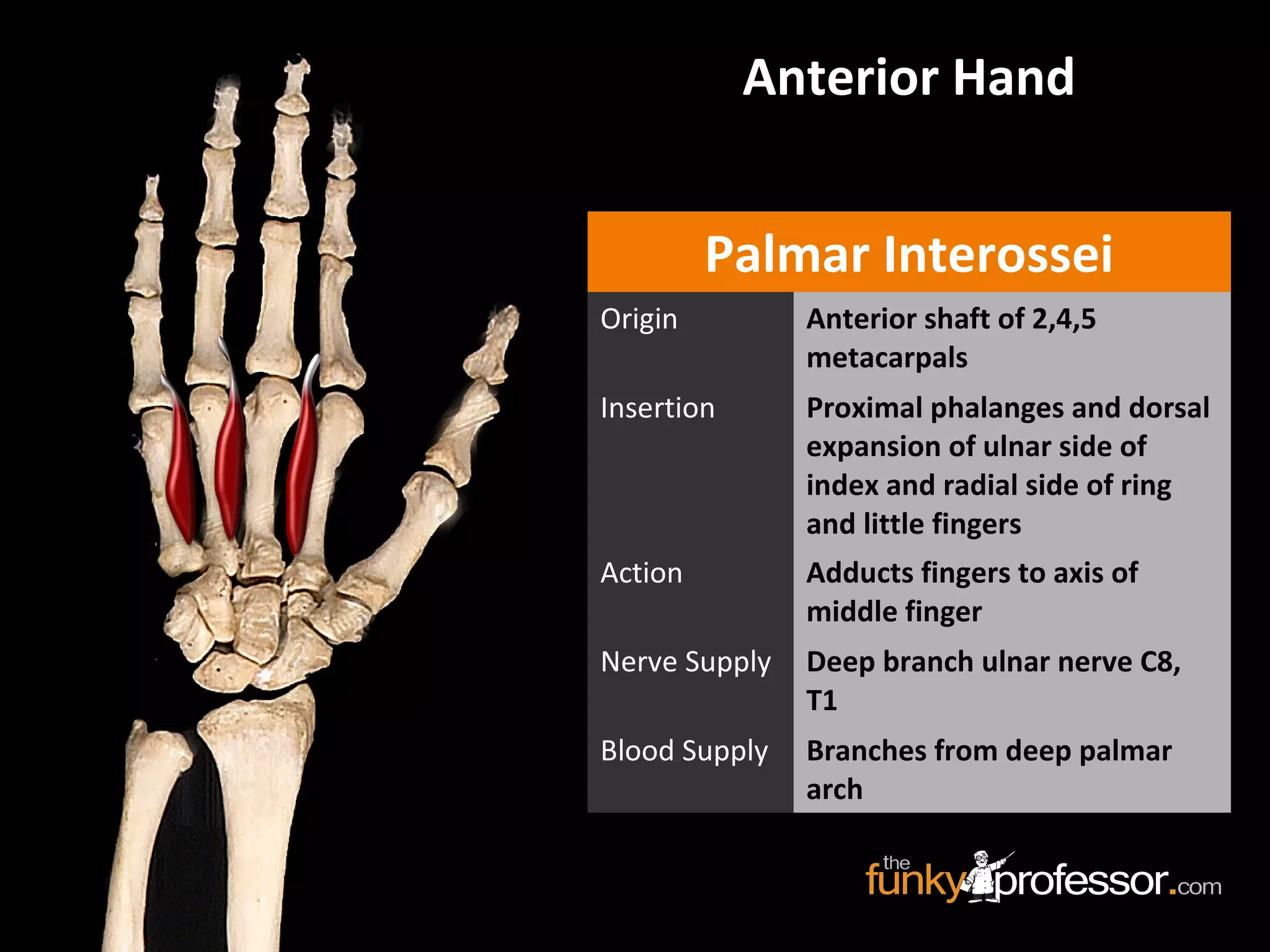 Palmar Interossei
Origin Anterior shaft of 2,4,5
metacarpals
Insertion Proximal phalanges and dorsal
expansion of ulnar side of
index and radial side of ring
and little fingers
Action Adducts fingers to axis of
middle finger
Nerve Supply Deep branch ulnar nerve C8,
T1
Blood Supply Branches from deep palmar
arch
Anterior Hand
 