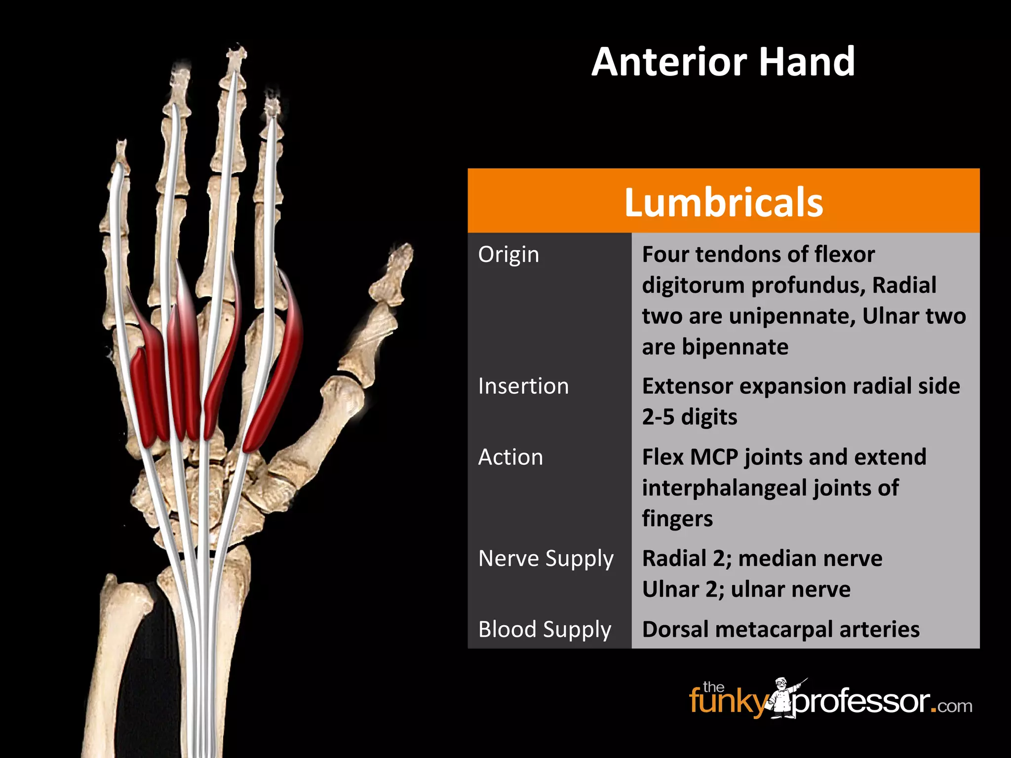Lumbricals
Origin Four tendons of flexor
digitorum profundus, Radial
two are unipennate, Ulnar two
are bipennate
Insertion Extensor expansion radial side
2-5 digits
Action Flex MCP joints and extend
interphalangeal joints of
fingers
Nerve Supply Radial 2; median nerve
Ulnar 2; ulnar nerve
Blood Supply Dorsal metacarpal arteries
Anterior Hand
 