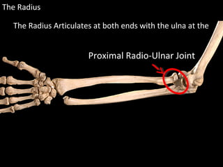 The Radius
The Radius Articulates at both ends with the ulna at the
Proximal Radio-Ulnar Joint
 