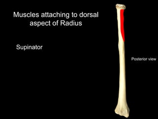 Posterior view
Muscles attaching to dorsal
aspect of Radius
Supinator
 