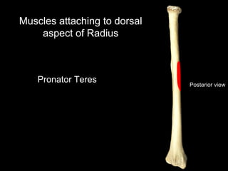 Posterior view
Muscles attaching to dorsal
aspect of Radius
Pronator Teres
 