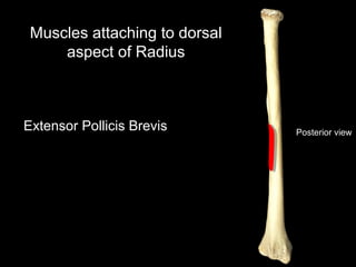 Posterior view
Muscles attaching to dorsal
aspect of Radius
Extensor Pollicis Brevis
 