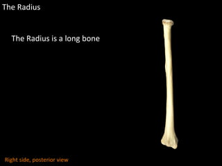 The Radius
The Radius is a long bone
Right side, posterior view
 