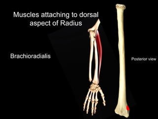 Posterior view
Muscles attaching to dorsal
aspect of Radius
Brachioradialis
 
