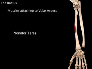 Muscles attaching to Volar Aspect
The Radius
Pronator Teres
 