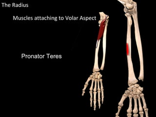 Muscles attaching to Volar Aspect
The Radius
Pronator Teres
 