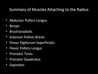 Summary of Muscles Attaching to the Radius
• Abductor Pollicis Longus
• Biceps
• Brachioradialis
• Extensor Pollicis Brevi...