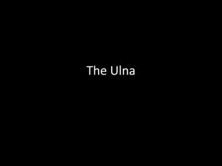 The Ulna
 