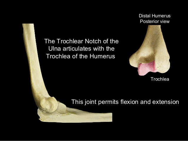 Slideshow: Ulna