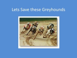 Lets Save these Greyhounds
 