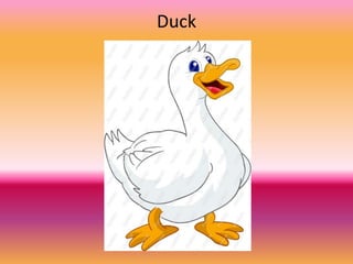 Duck

 