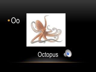 •Oo



      Octopus
 