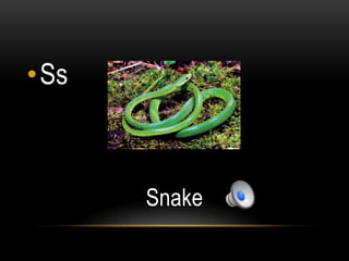 •Ss



      Snake
 