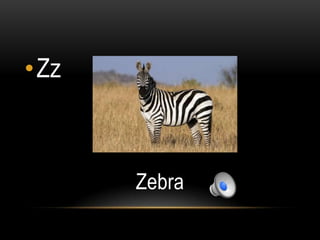 •Zz



      Zebra
 
