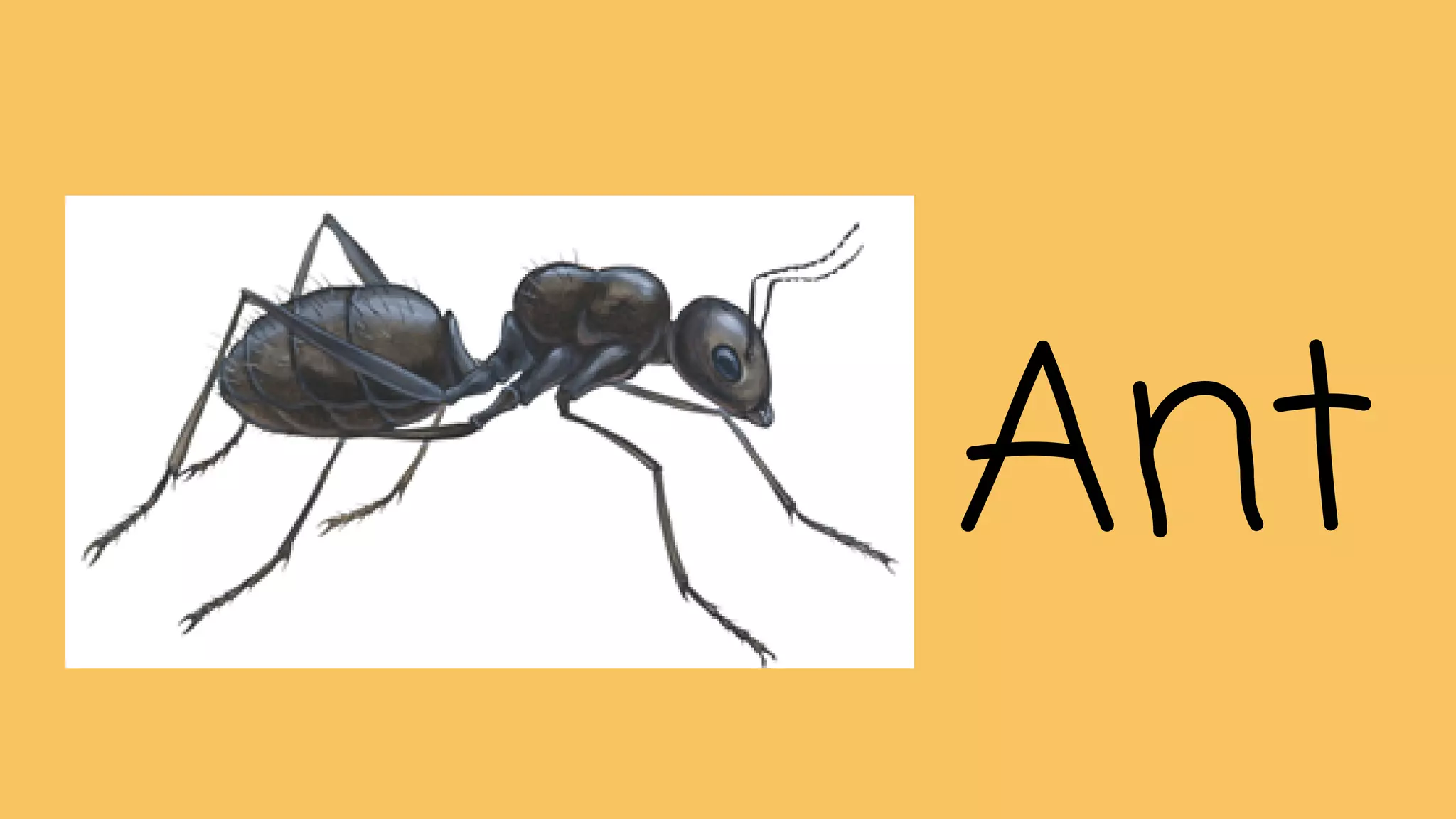 Ant