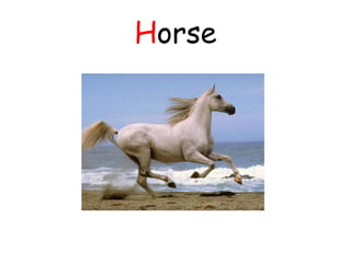 Horse