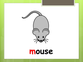mouse
 