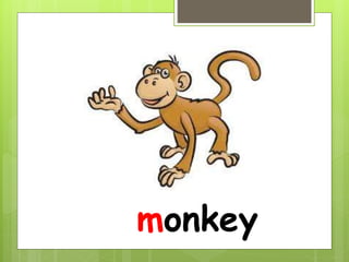 monkey
 