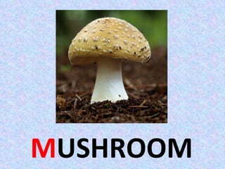 MUSHROOM
 