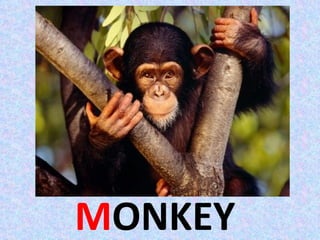 MONKEY
 