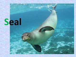 Seal
 