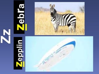 zebrazepplin
 