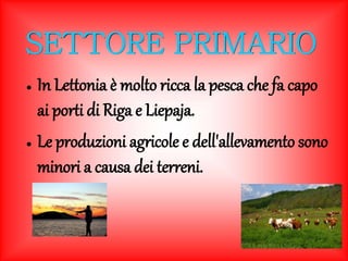 SETTORE PRIMARIO 
● In Lettonia è molto ricca la pesca che fa capo 
ai porti di Riga e Liepaja. 
● Le produzioni agricole e dell'allevamento sono 
minori a causa dei terreni. 
 