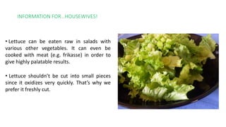 INFORMATION FOR…HOUSEWIVES!
• Lettuce shouldn’t be cut into small pieces
since it oxidizes very quickly. That’s why we
prefer it freshly cut.
• Lettuce can be eaten raw in salads with
various other vegetables. It can even be
cooked with meat (e.g. frikasse) in order to
give highly palatable results.
 