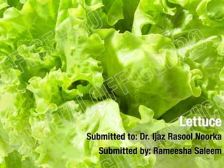 Lettuce
Submitted to: Dr. Ijaz Rasool Noorka
Submitted by: Rameesha Saleem
 