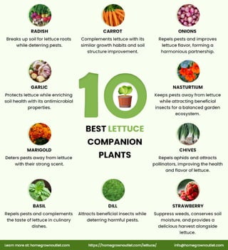 Lettuce Companion Plants - Homegrown Outlet
