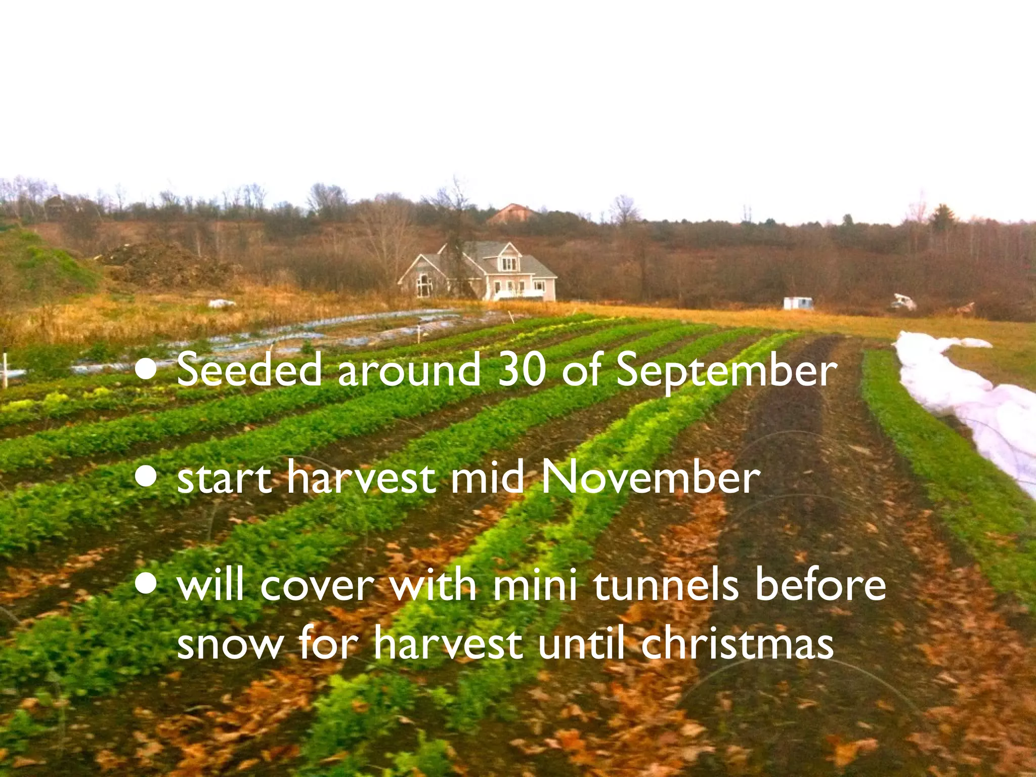 • Seeded around 30 of September 
• start harvest mid November 
• will cover with mini tunnels before 
snow for harvest until christmas 
 