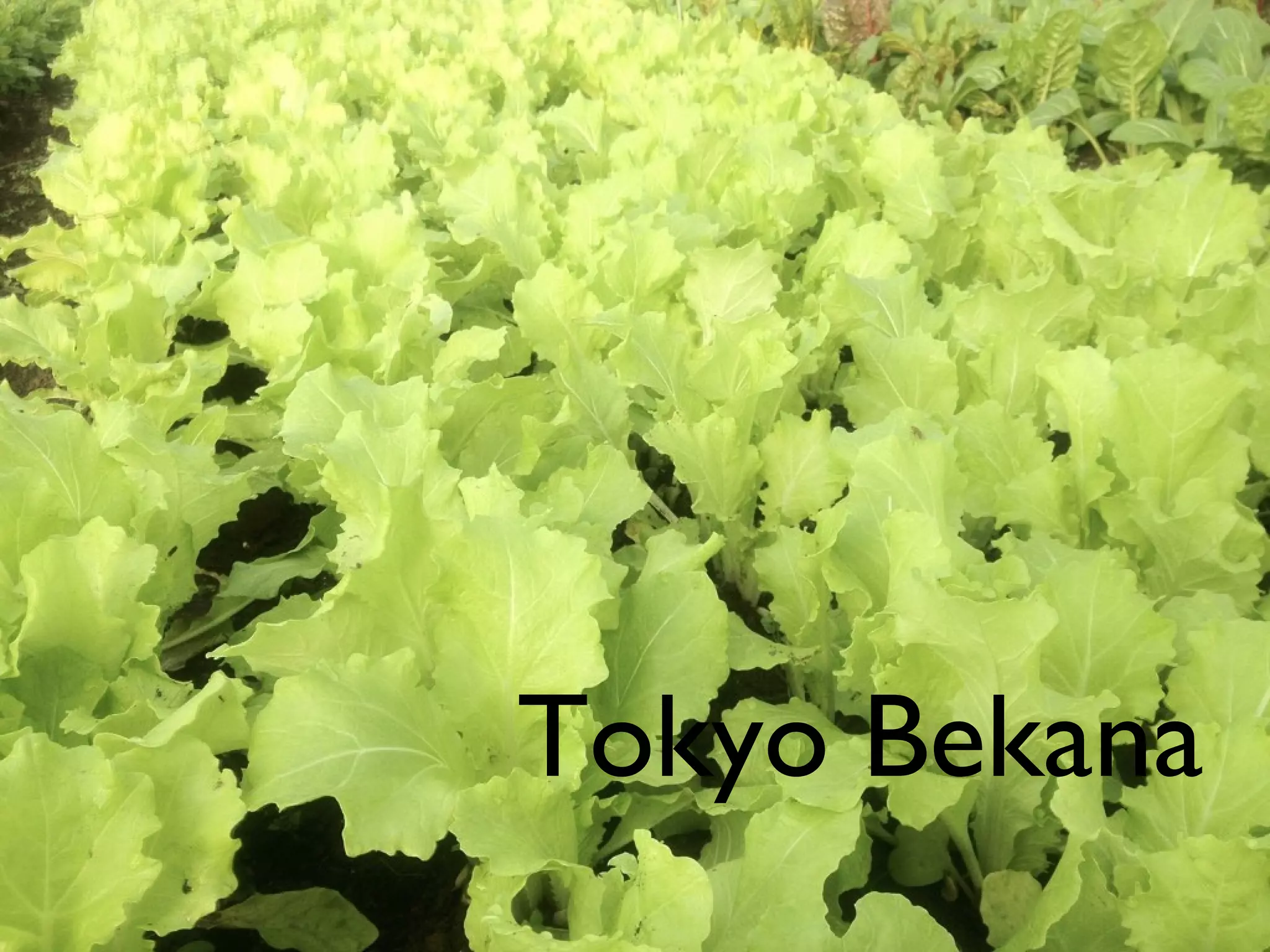 Tokyo Bekana 
 