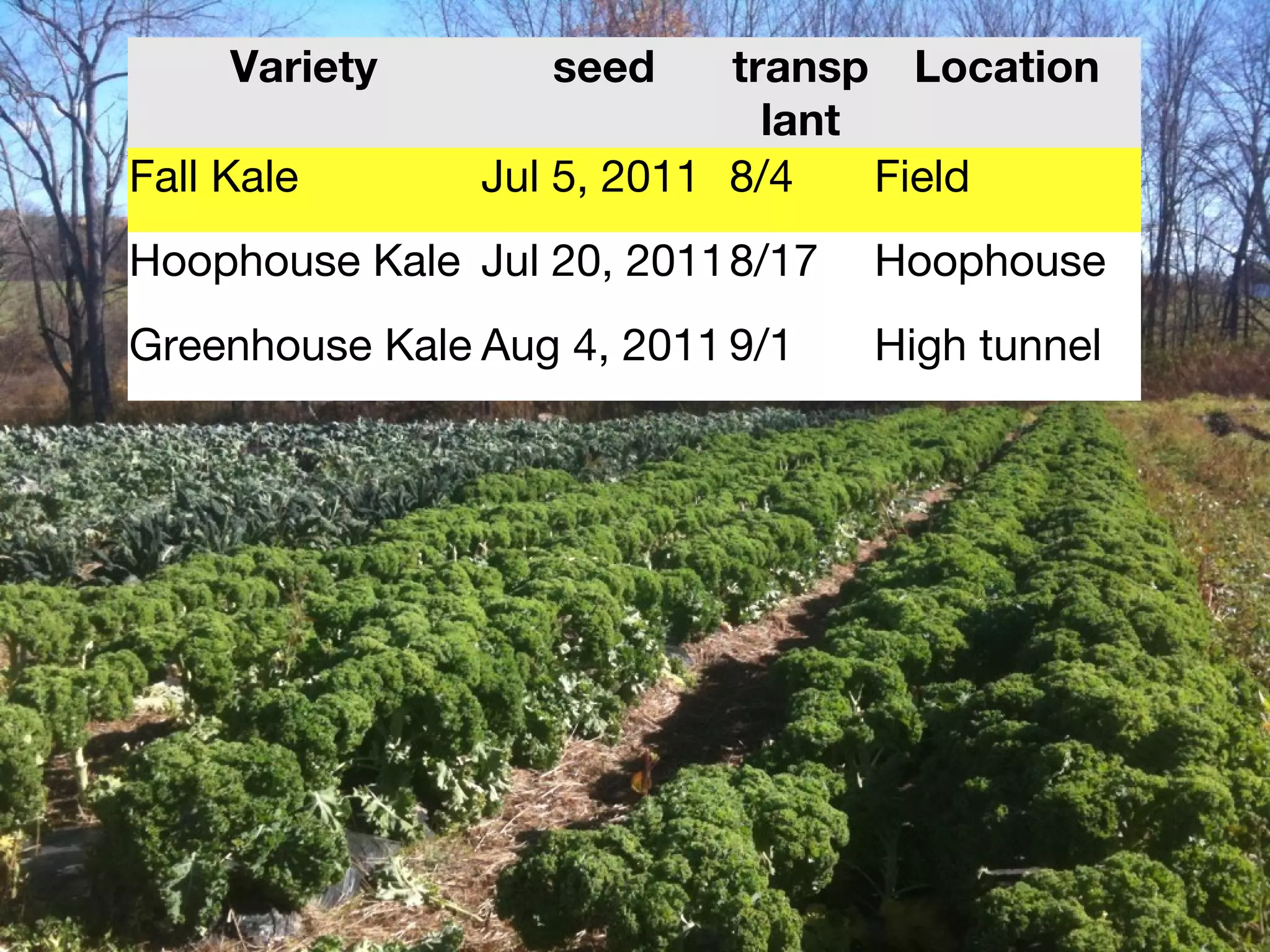 Variety seed transp 
lant 
Location 
Fall Kale Jul 5, 2011 8/4 Field 
Hoophouse Kale Jul 20, 20118/17 Hoophouse 
Greenhouse Kale Aug 4, 2011 9/1 High tunnel 
 