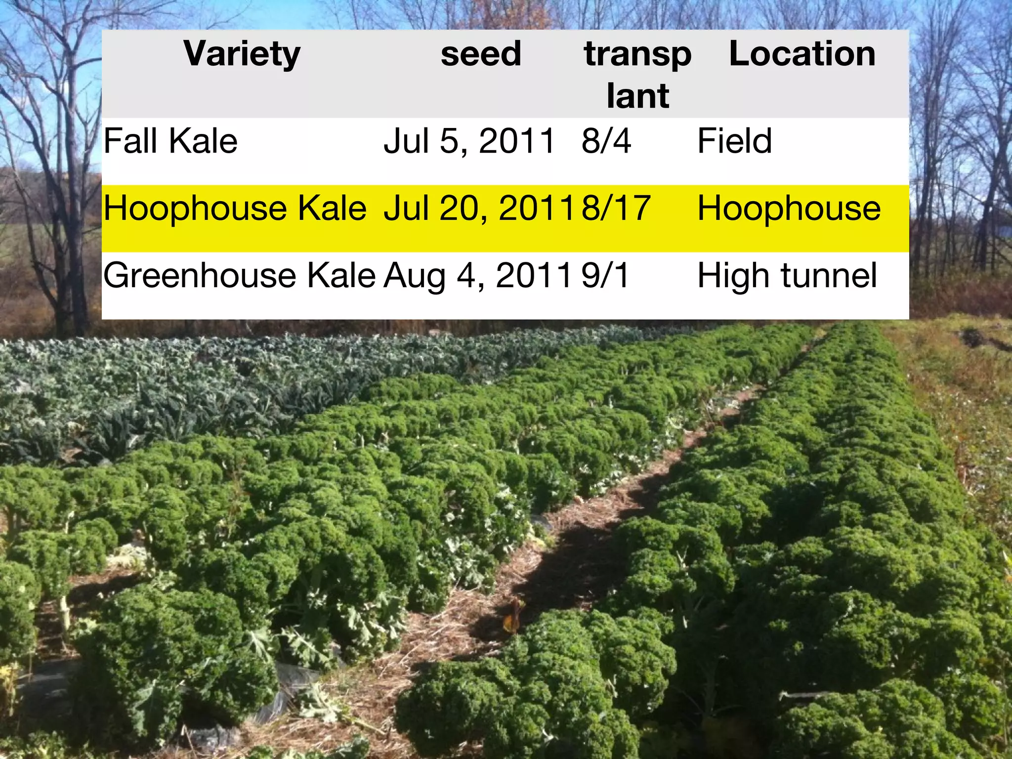 Variety seed transp 
lant 
Location 
Fall Kale Jul 5, 2011 8/4 Field 
Hoophouse Kale Jul 20, 20118/17 Hoophouse 
Greenhouse Kale Aug 4, 2011 9/1 High tunnel 
 