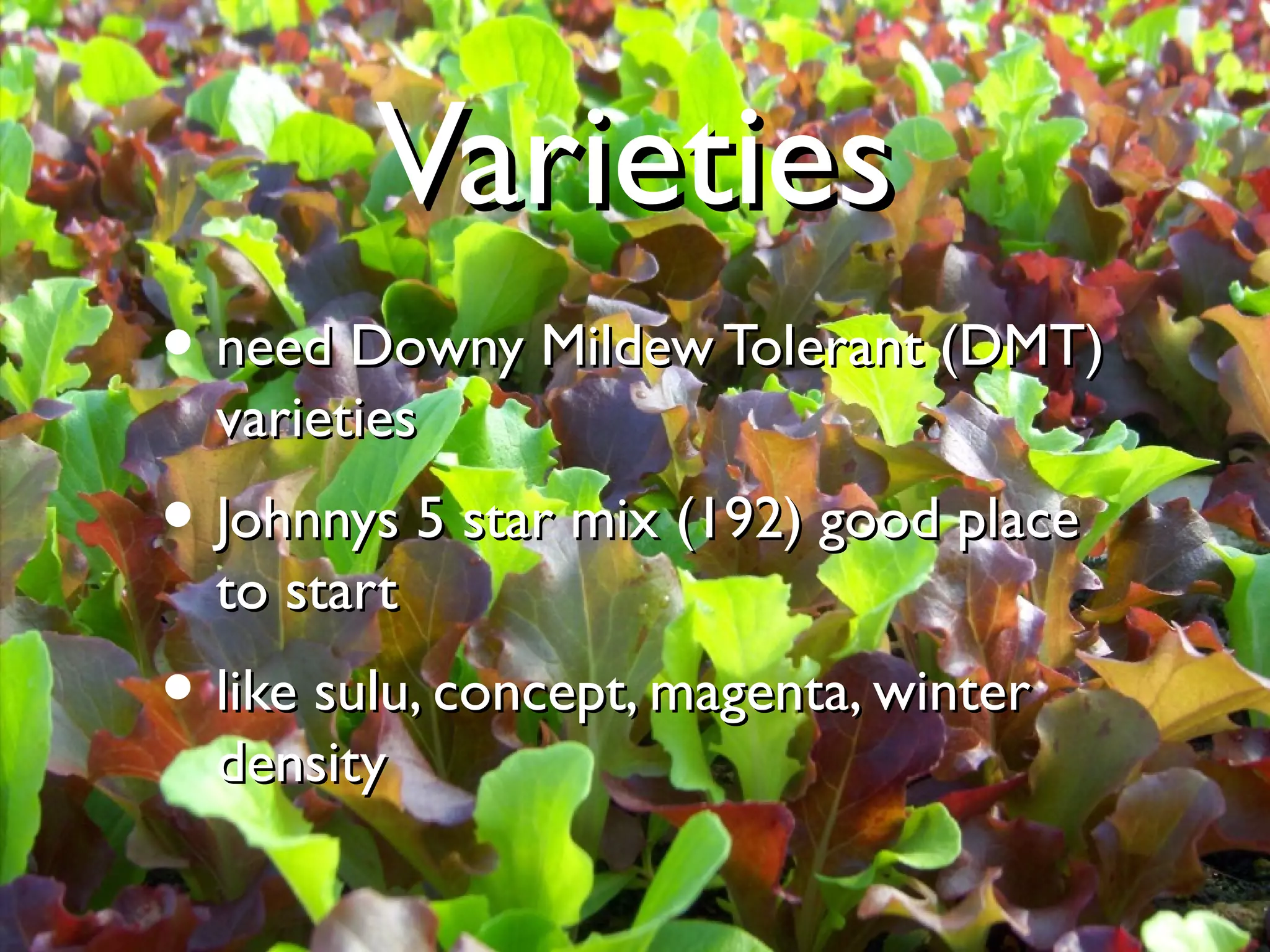 VVaarriieettiieess 
• nneeeedd DDoowwnnyy MMiillddeeww TToolleerraanntt ((DDMMTT)) 
vvaarriieettiieess 
• JJoohhnnnnyyss 55 ssttaarr mmiixx ((119922)) ggoooodd ppllaaccee 
ttoo ssttaarrtt 
• lliikkee ssuulluu,, ccoonncceepptt,, mmaaggeennttaa,, wwiinntteerr 
ddeennssiittyy 
 