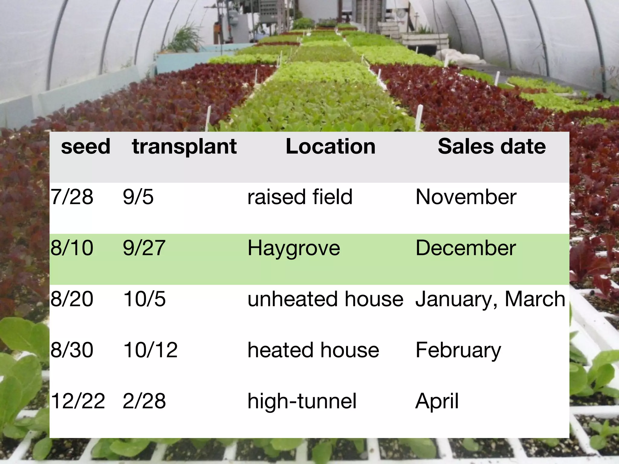 seed transplant Location Sales date 
7/28 9/5 raised field November 
8/10 9/27 Haygrove December 
8/20 10/5 unheated house January, March 
8/30 10/12 heated house February 
12/22 2/28 high-tunnel April 
 