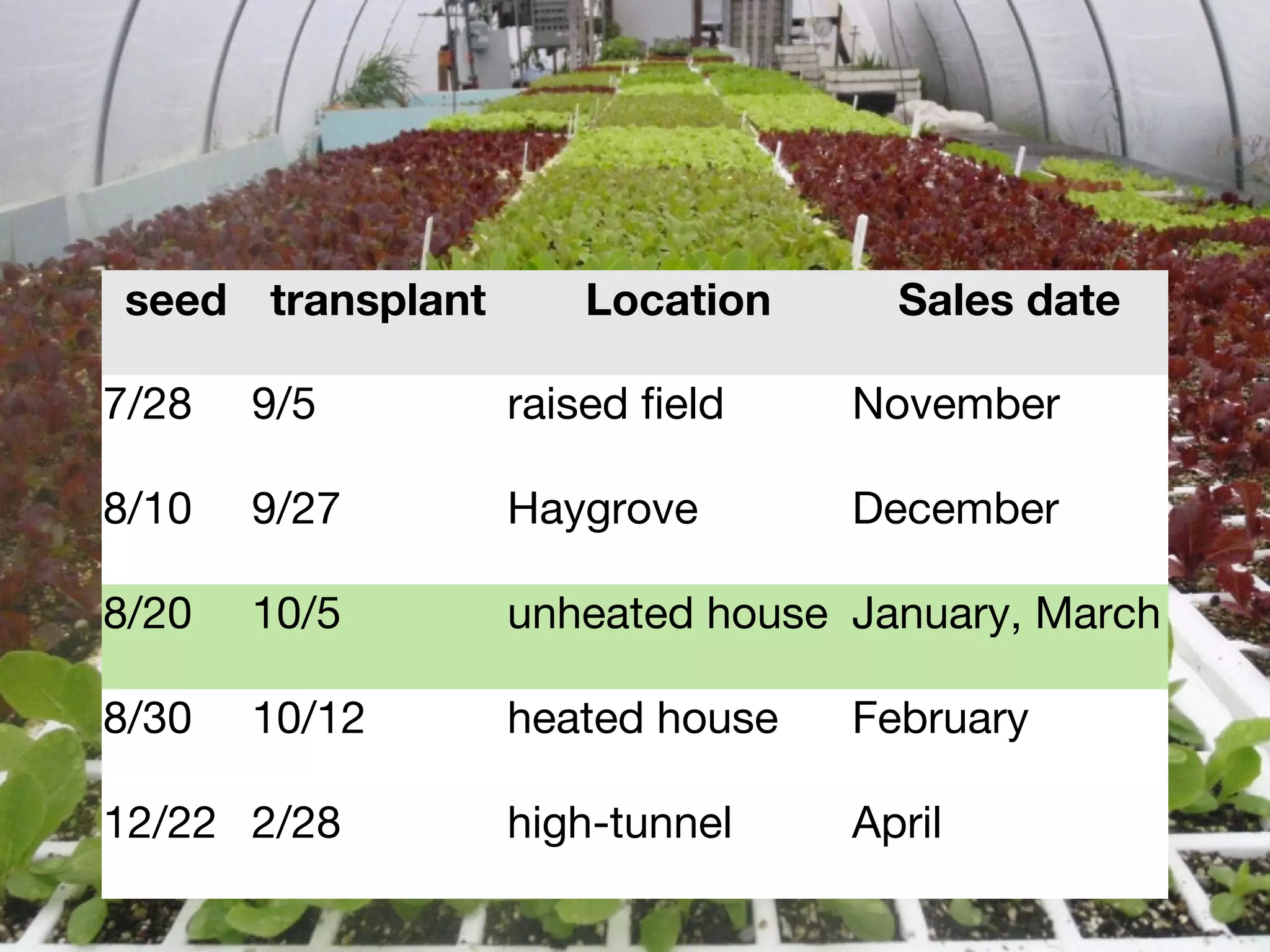seed transplant Location Sales date 
7/28 9/5 raised field November 
8/10 9/27 Haygrove December 
8/20 10/5 unheated house January, March 
8/30 10/12 heated house February 
12/22 2/28 high-tunnel April 
 
