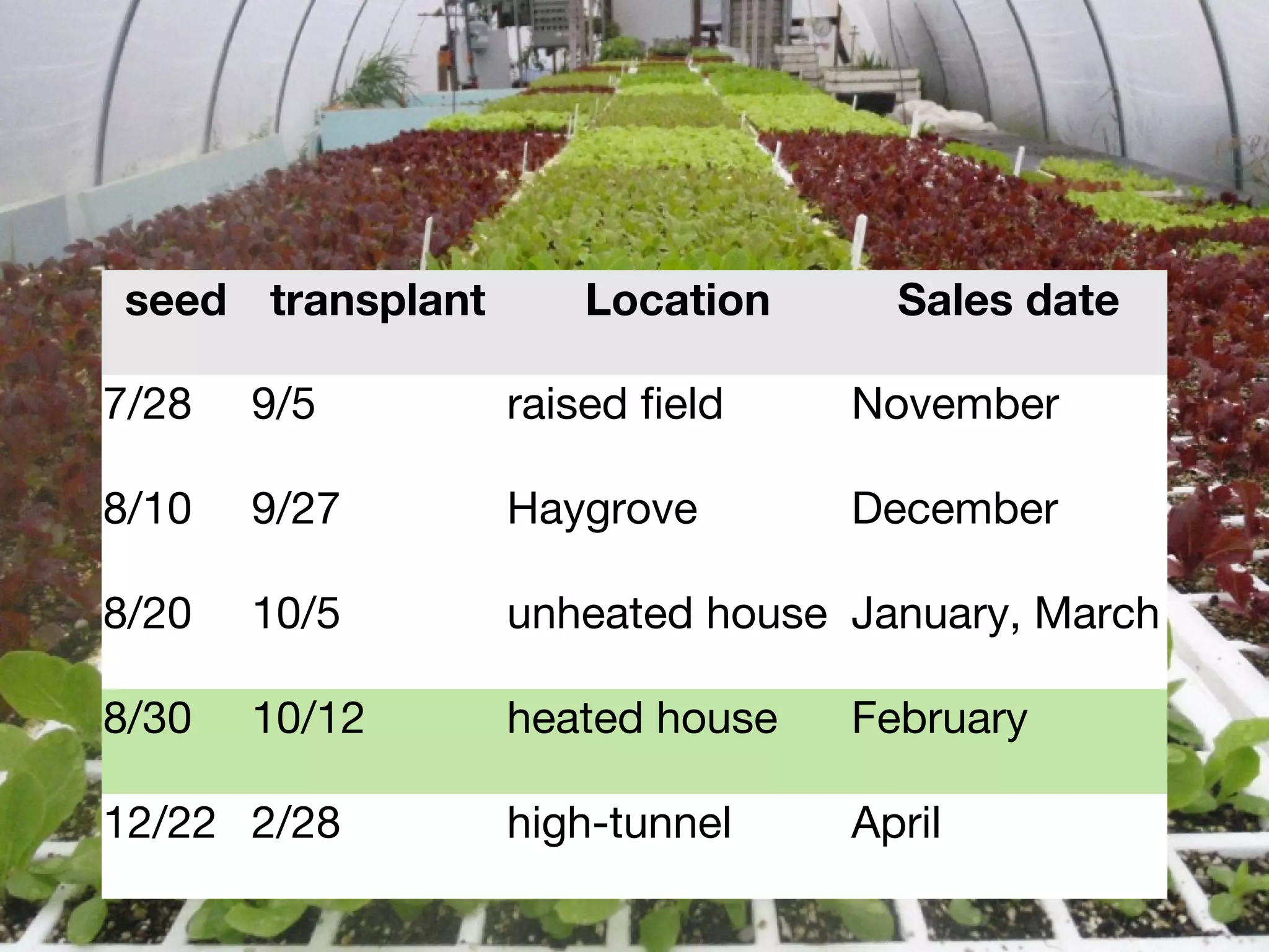 seed transplant Location Sales date 
7/28 9/5 raised field November 
8/10 9/27 Haygrove December 
8/20 10/5 unheated house January, March 
8/30 10/12 heated house February 
12/22 2/28 high-tunnel April 
 
