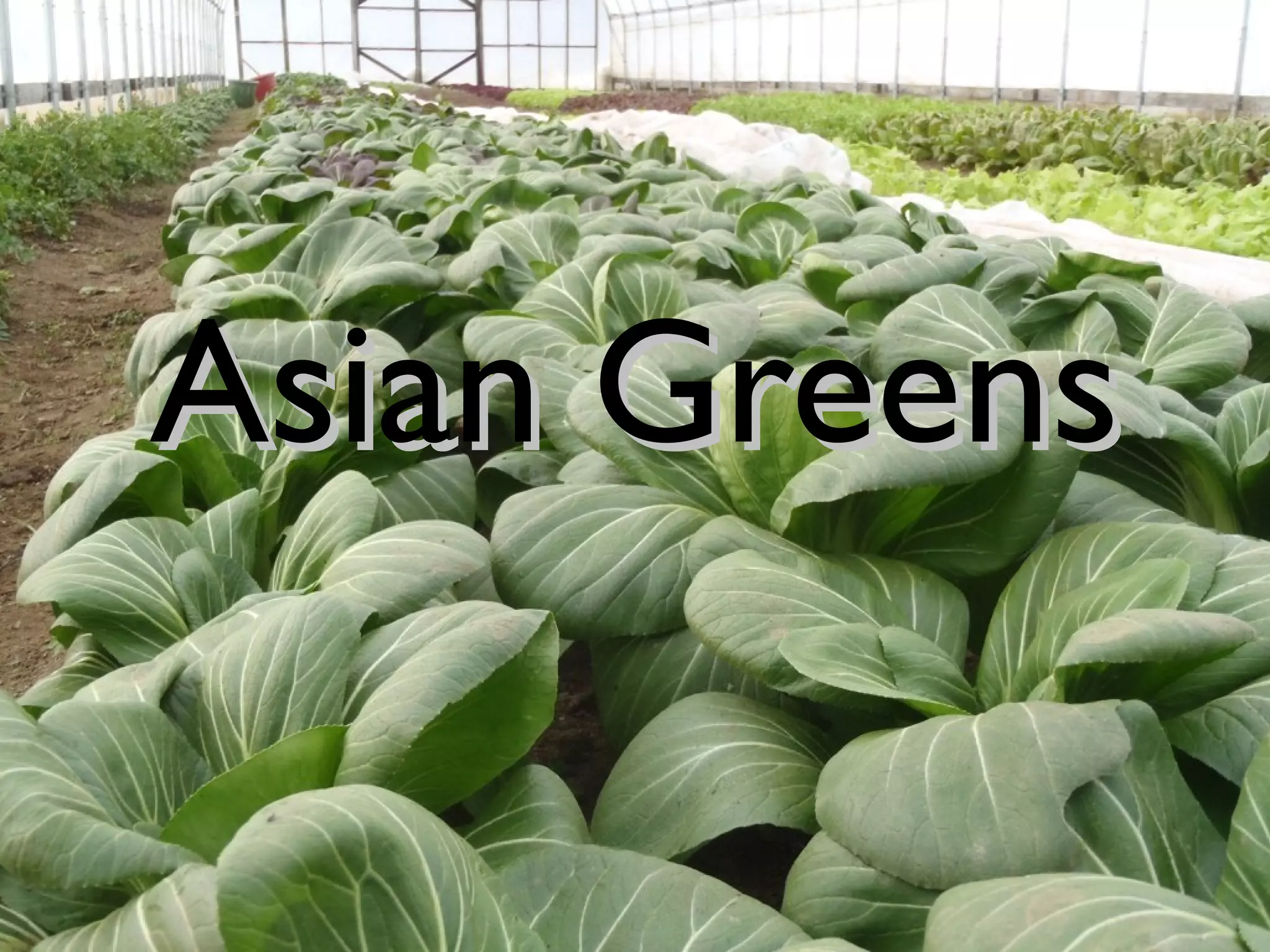 AAssiiaann GGrreeeennss 
 