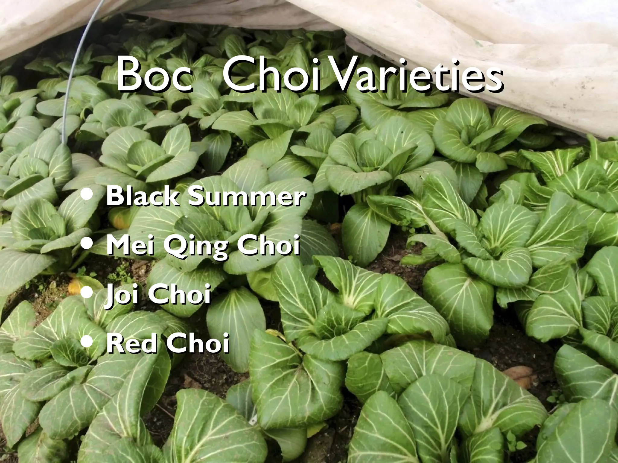 BBoocc CChhooii VVaarriieettiieess 
• BBllaacckk SSuummmmeerr 
• MMeeii QQiinngg CChhooii 
• JJooii CChhooii 
• RReedd CChhooii 
 