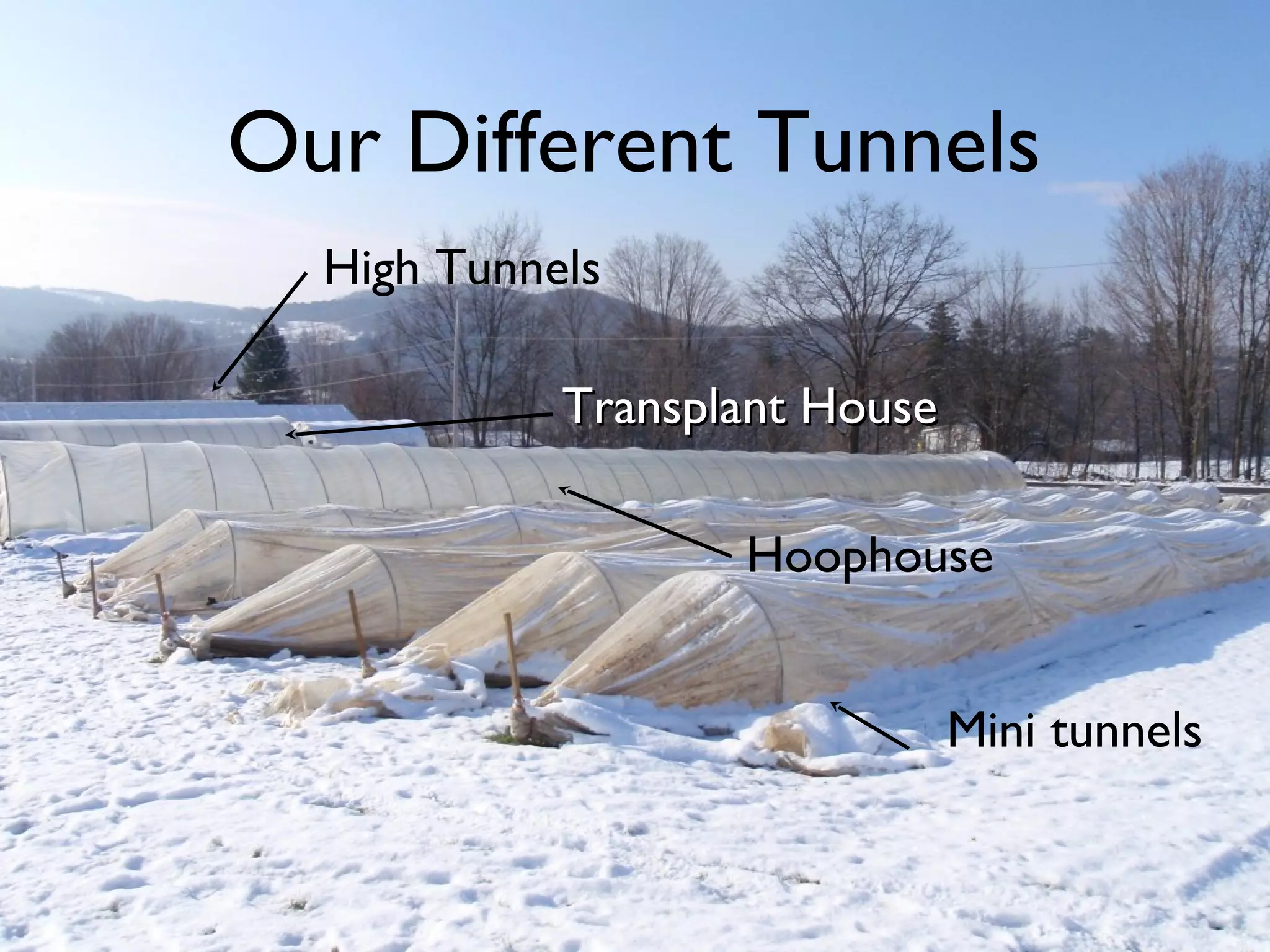 Our Different Tunnels 
Hoophouse 
Mini tunnels 
High Tunnels 
TTrraannssppllaanntt HHoouussee 
 