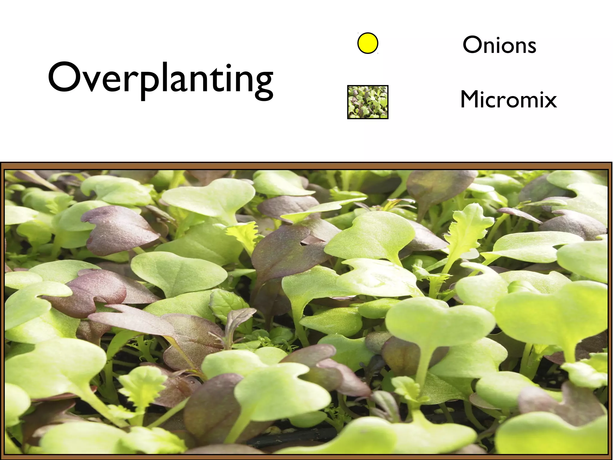 Overplanting 
Onions 
Micromix 
 