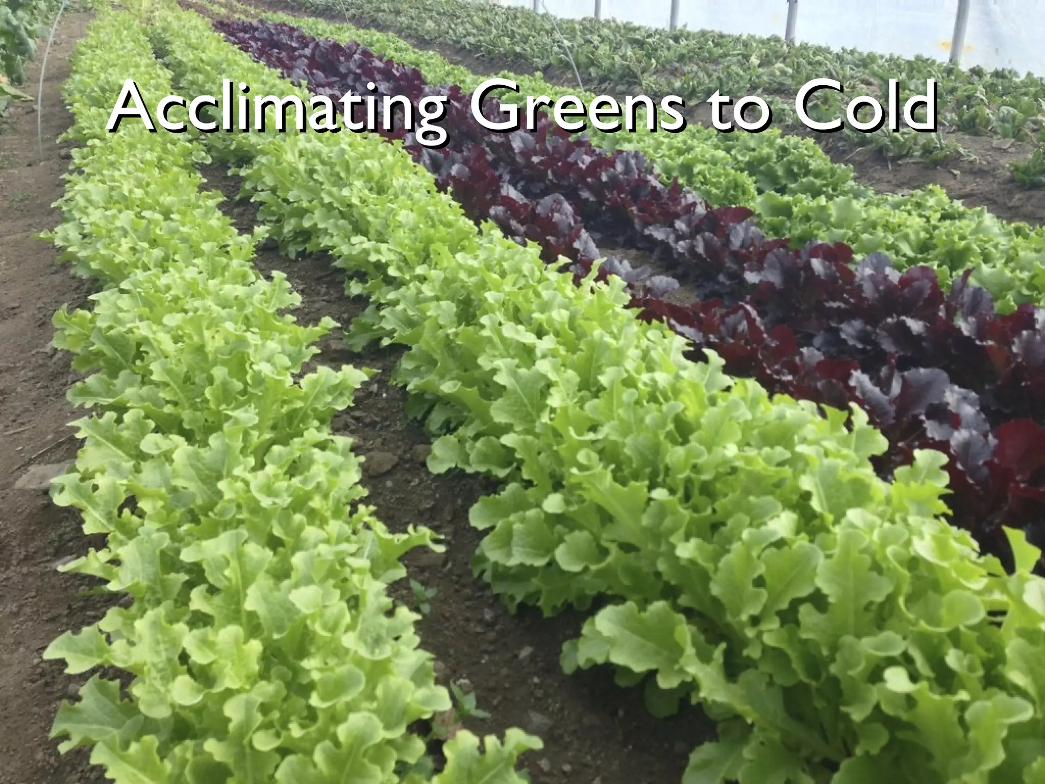 AAcccclliimmaattiinngg GGrreeeennss ttoo CCoolldd 
 