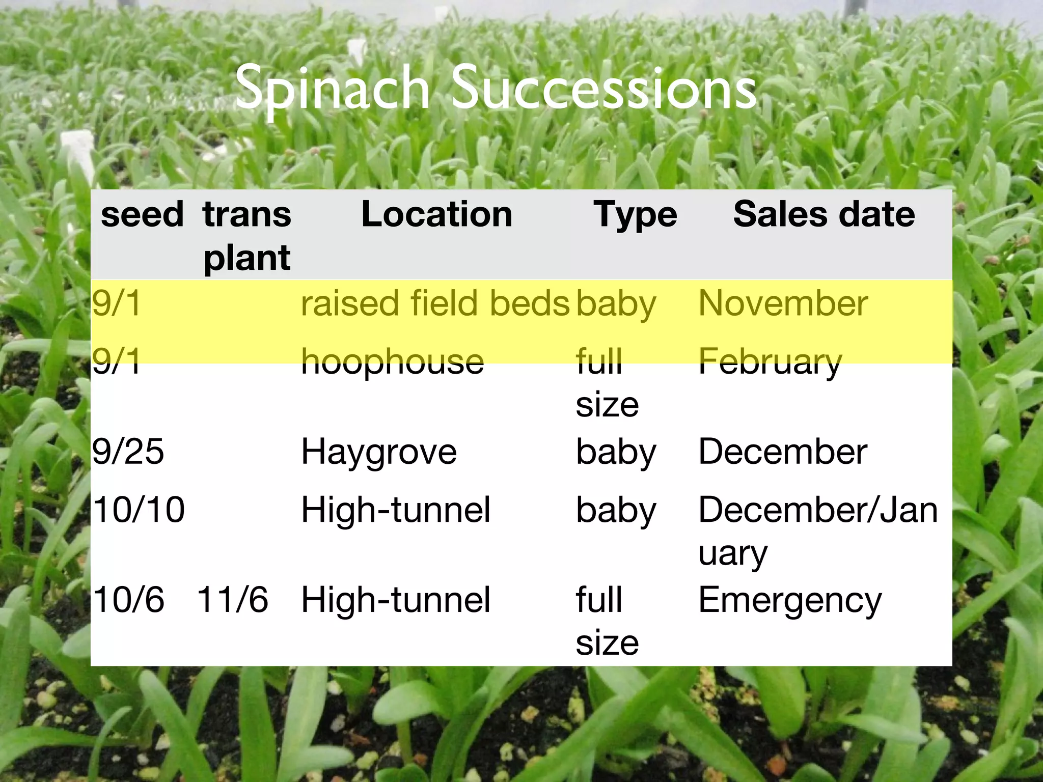 Spinach Successions 
seed trans 
plant 
Location Type Sales date 
9/1 raised field bedsbaby November 
9/1 hoophouse full 
size 
February 
9/25 Haygrove baby December 
10/10 High-tunnel baby December/Jan 
uary 
10/6 11/6 High-tunnel full 
size 
Emergency 
Text 
 