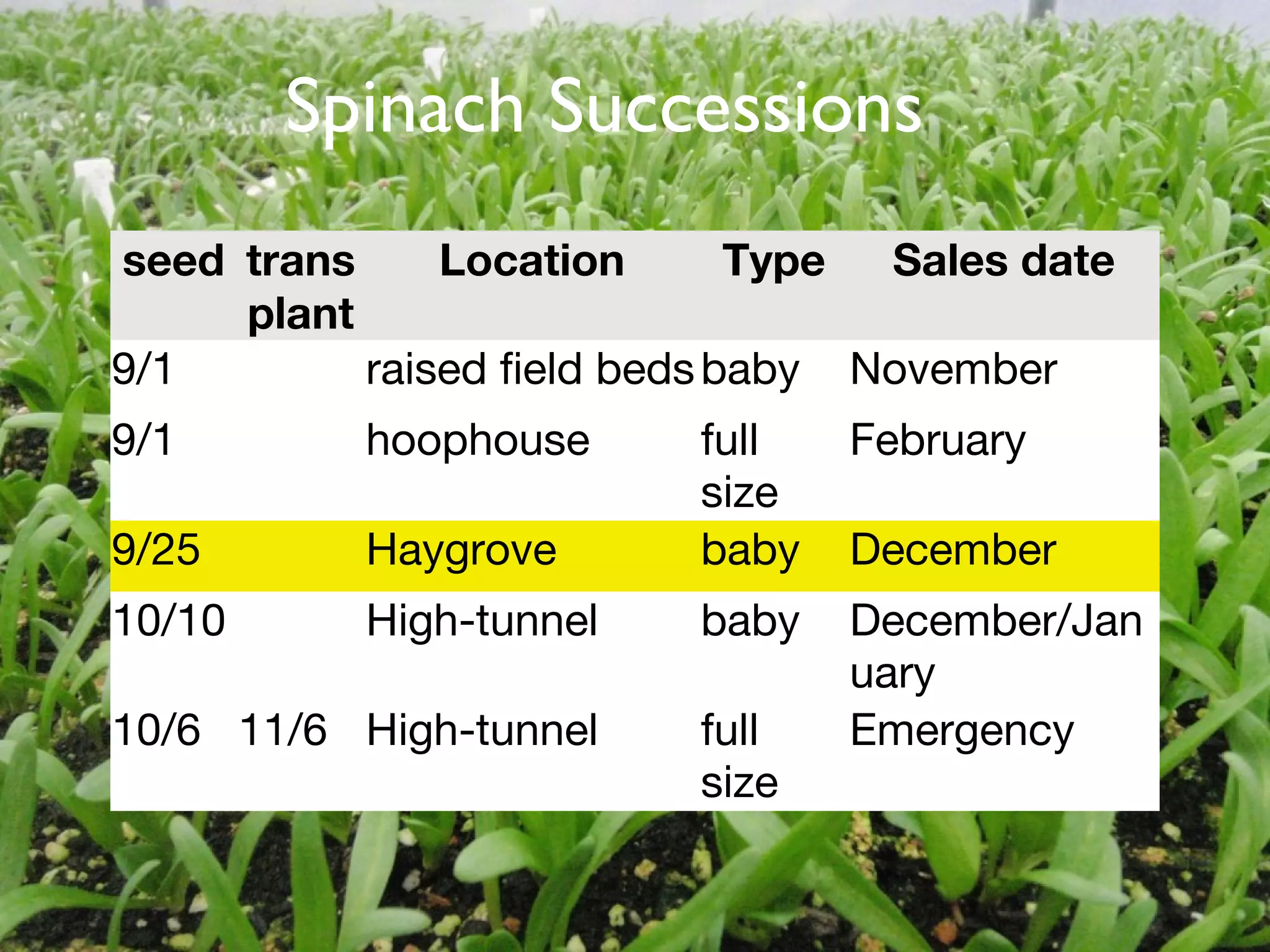 Spinach Successions 
seed trans 
plant 
Location Type Sales date 
9/1 raised field bedsbaby November 
9/1 hoophouse full 
size 
February 
9/25 Haygrove baby December 
10/10 High-tunnel baby December/Jan 
uary 
10/6 11/6 High-tunnel full 
size 
Emergency 
Text 
 
