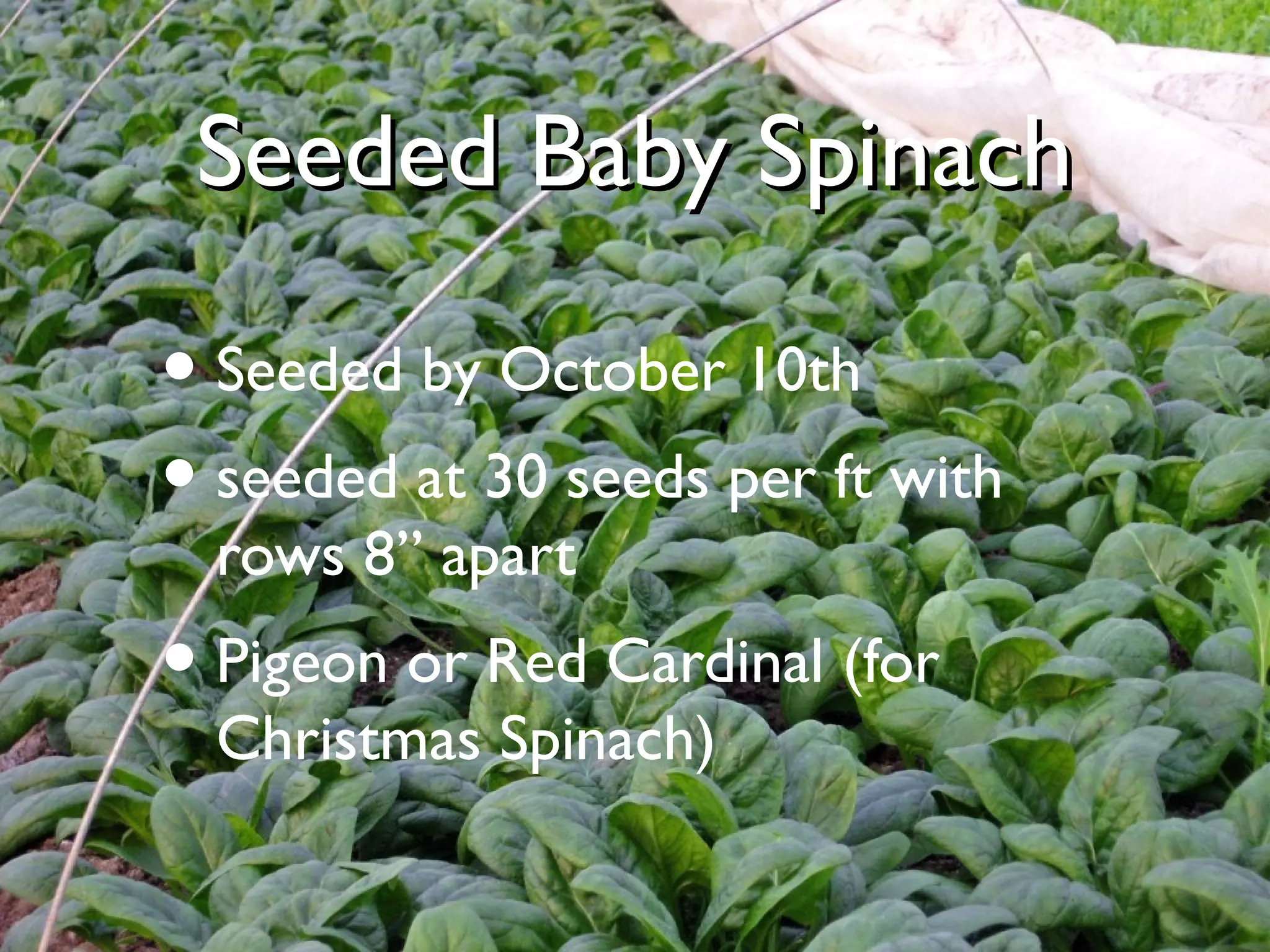 SSeeeeddeedd BBaabbyy SSppiinnaacchh 
• Seeded by October 10th 
• seeded at 30 seeds per ft with 
rows 8” apart 
• Pigeon or Red Cardinal (for 
Christmas Spinach) 
 