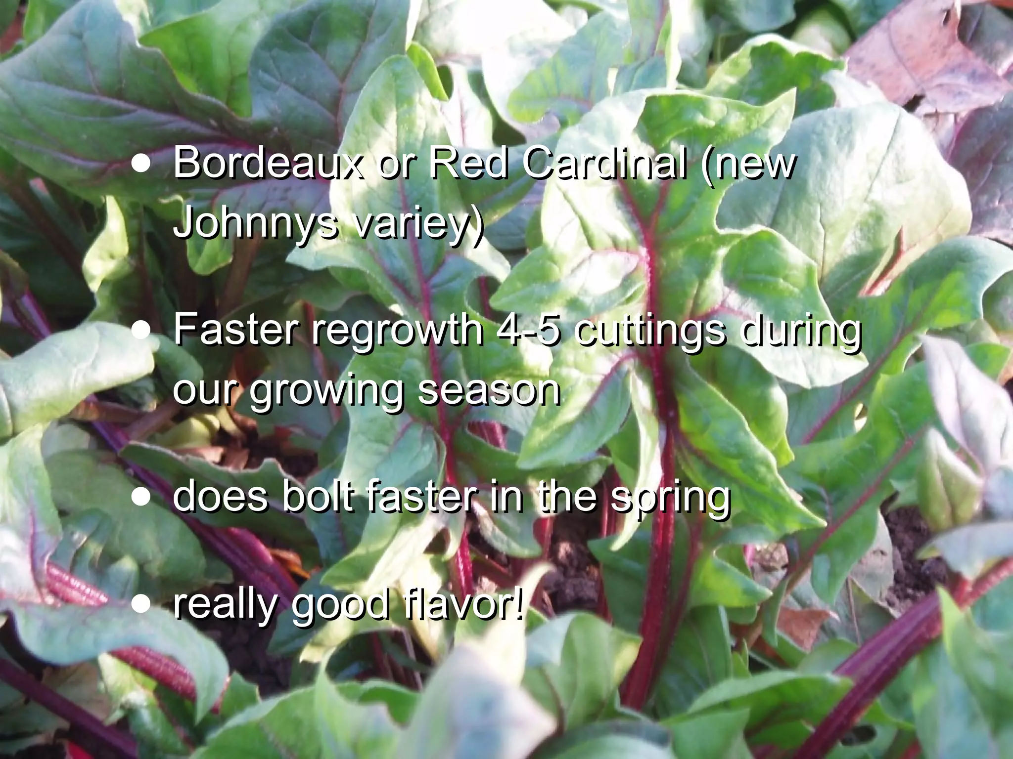• BBoorrddeeaauuxx oorr RReedd CCaarrddiinnaall ((nneeww 
JJoohhnnnnyyss vvaarriieeyy)) 
• FFaasstteerr rreeggrroowwtthh 44--55 ccuuttttiinnggss dduurriinngg 
oouurr ggrroowwiinngg sseeaassoonn 
• ddooeess bboolltt ffaasstteerr iinn tthhee sspprriinngg 
• rreeaallllyy ggoooodd ffllaavvoorr!! 
 