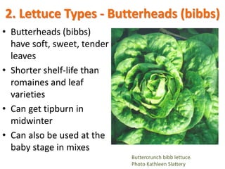 2. Lettuce Types - Butterheads (bibbs)
• Butterheads (bibbs)
have soft, sweet, tender
leaves
• Shorter shelf-life than
rom...